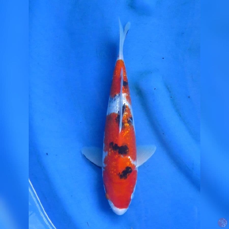 28cm - Sanke Ginrin