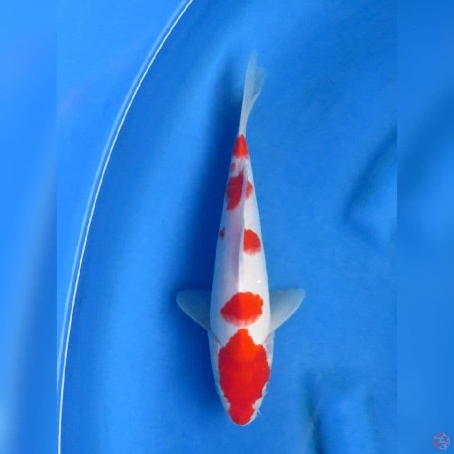 27cm - Kohaku Sakura