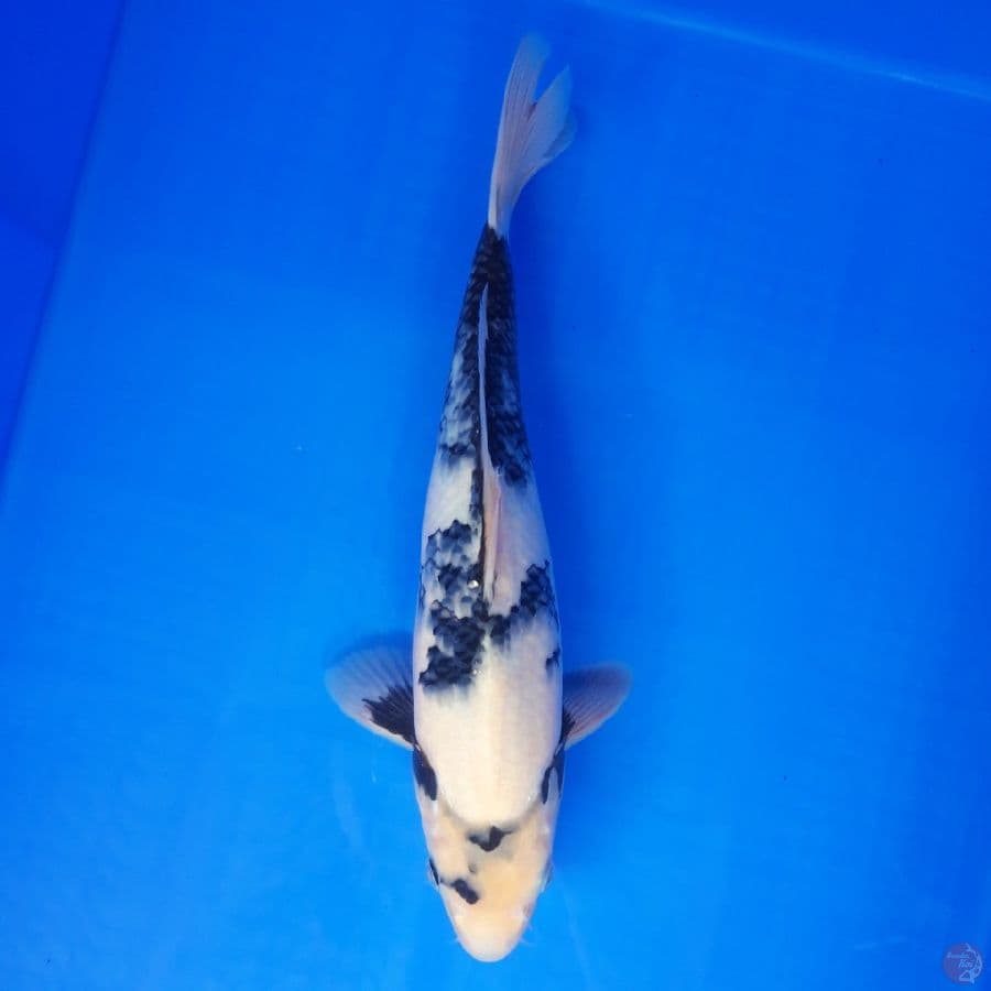 Shiro Mulus 30cm