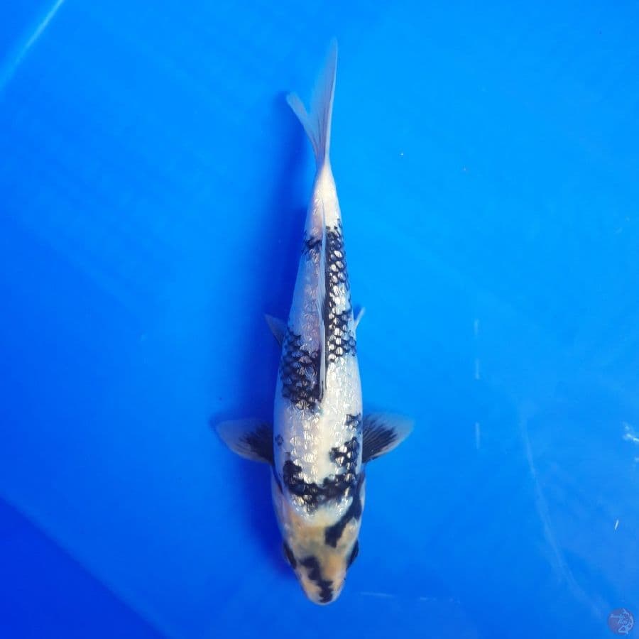 Shiro Ginrin SQ 23cm