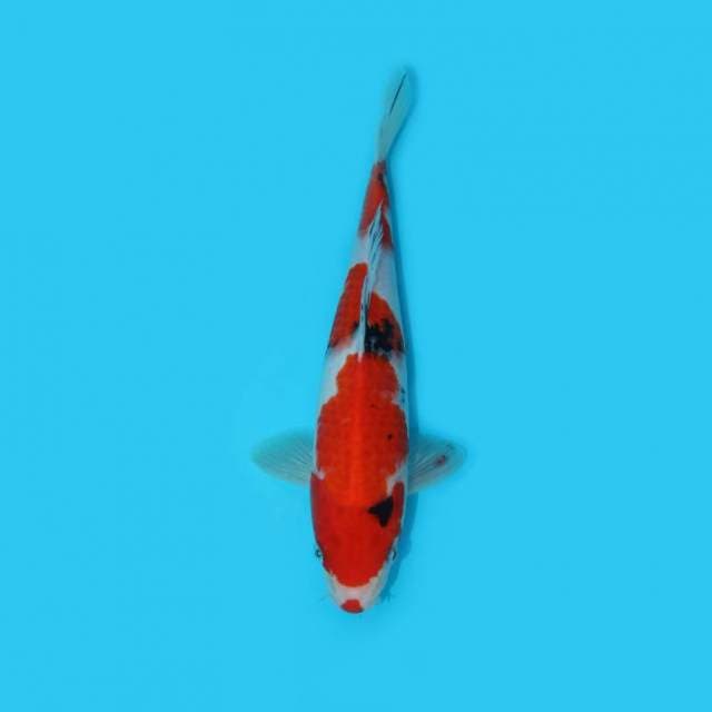 27 cm - SANKE KUCHIBENI