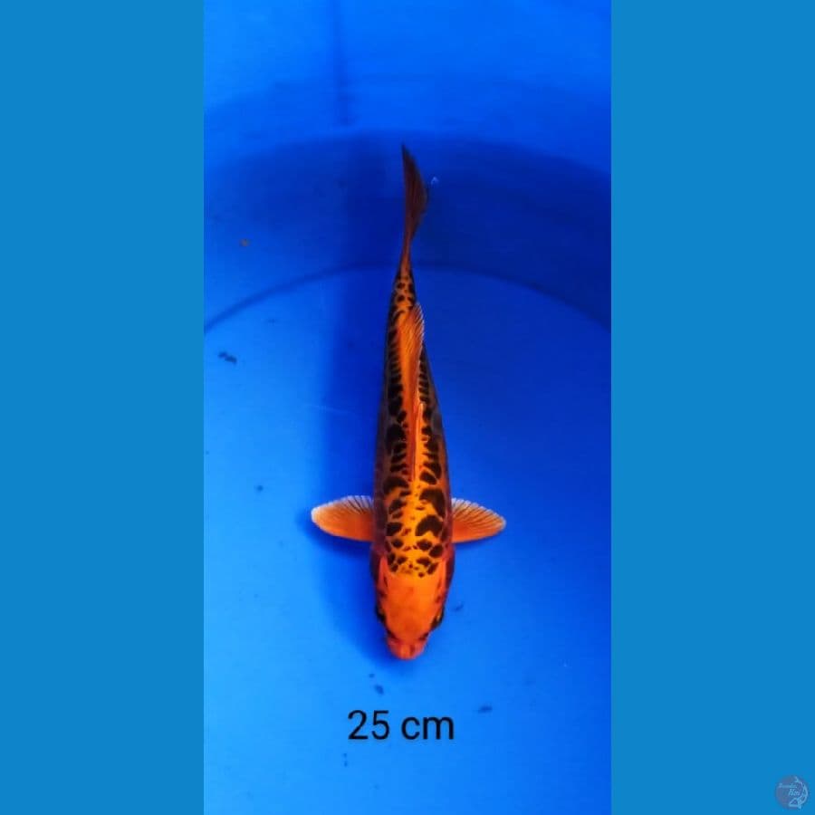 mizuo antik 25 cm