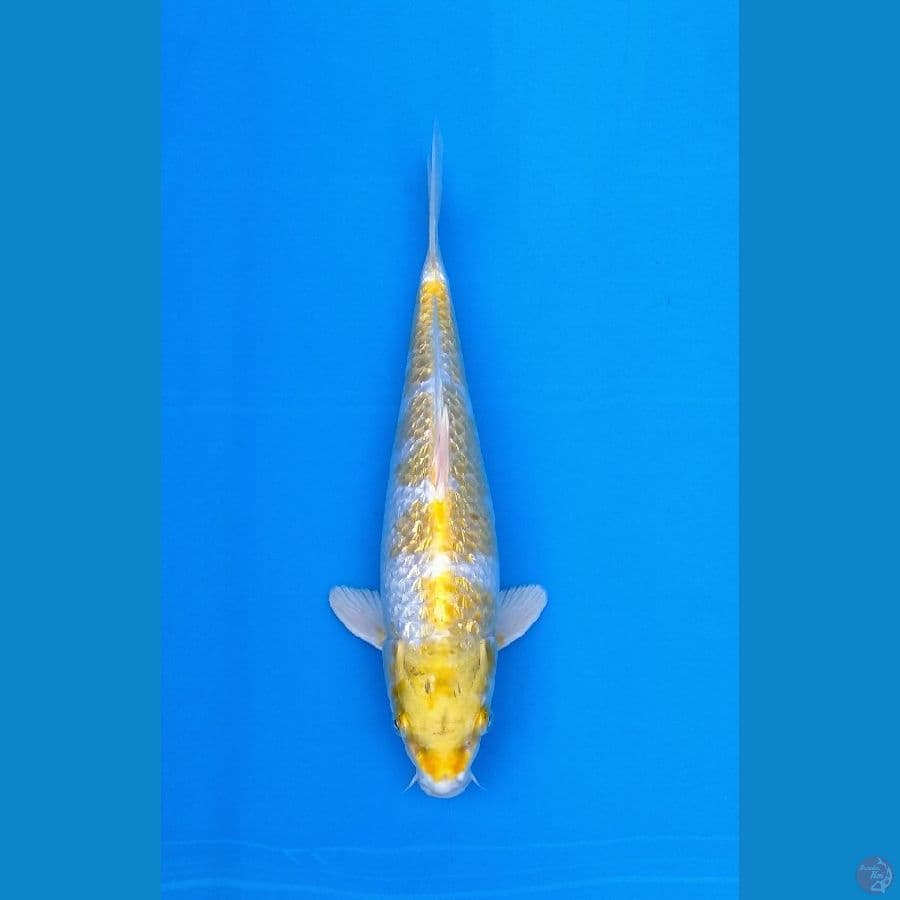 HARIWAKE 29CM