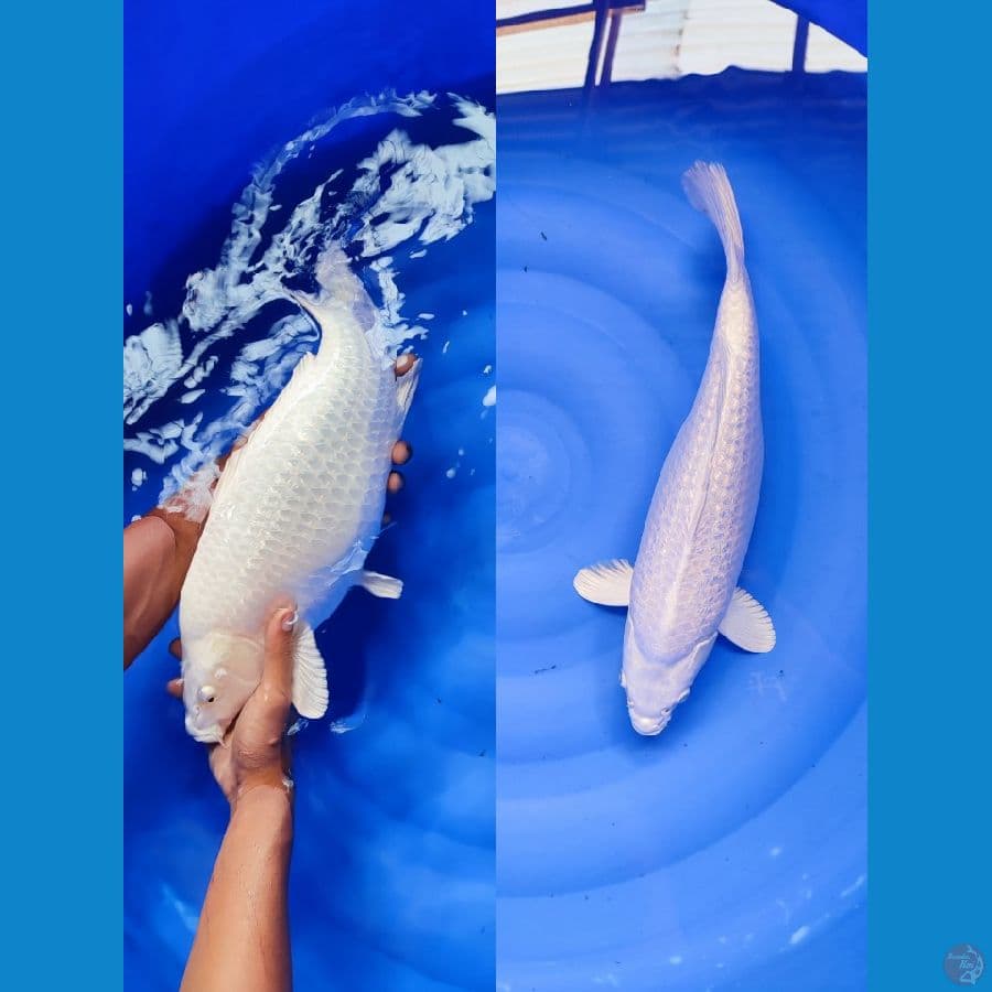 PLATINUM GINDRIN FM 43 CM GOOD SKIN - ARIAKA KOI FARM