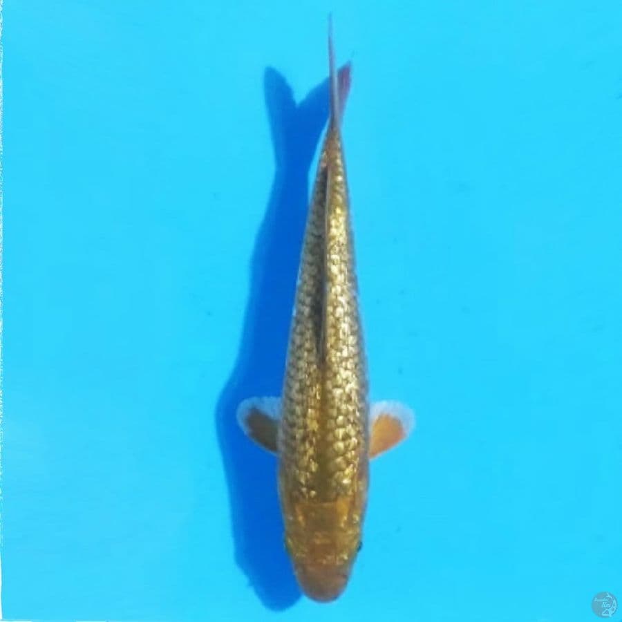 midori ginrin 23cm female