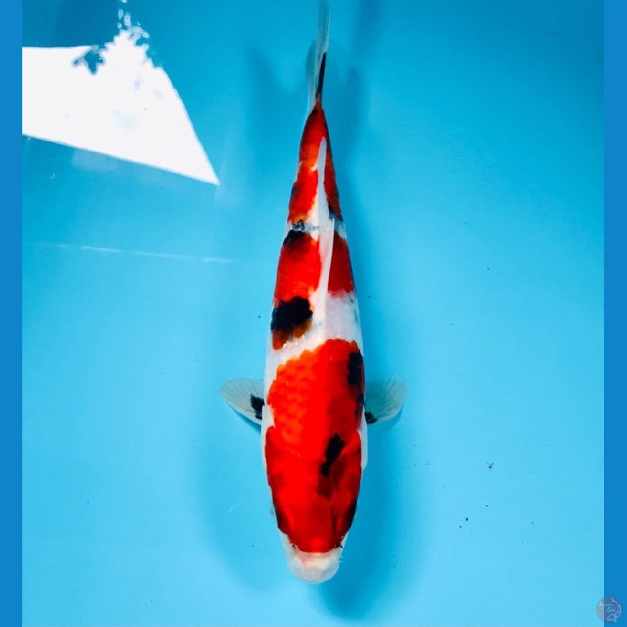 showa, 23 cm