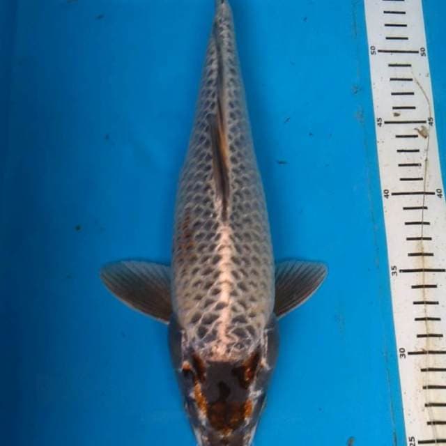 ANTIK MUKASHI 34 cm
