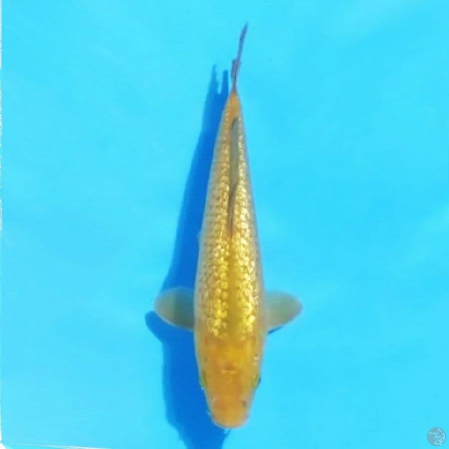 karashi ginrin 25cm female