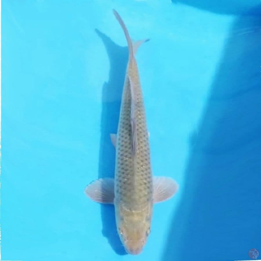 soragoi 34cm male