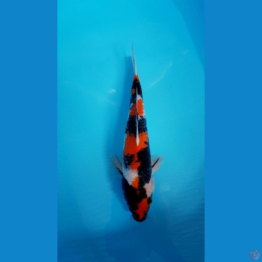 showa 33cm