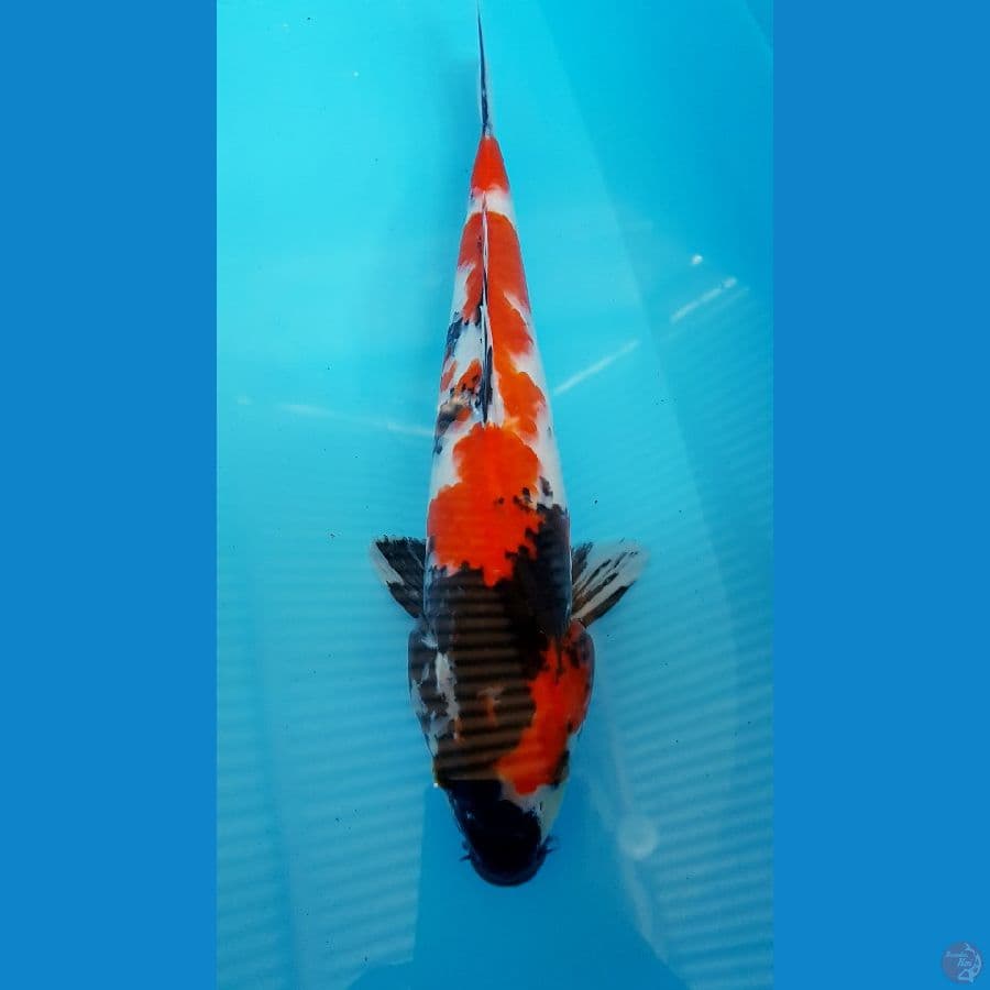 showa 34cm