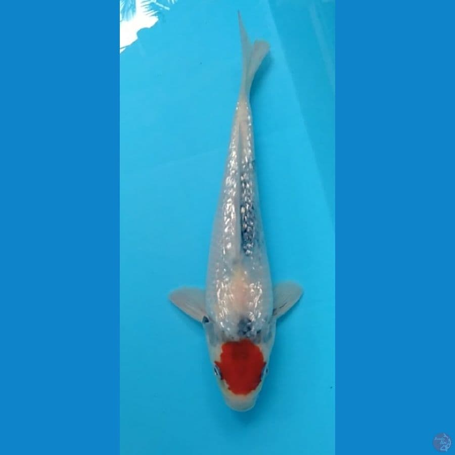 tc sowa ginrin original 23cm