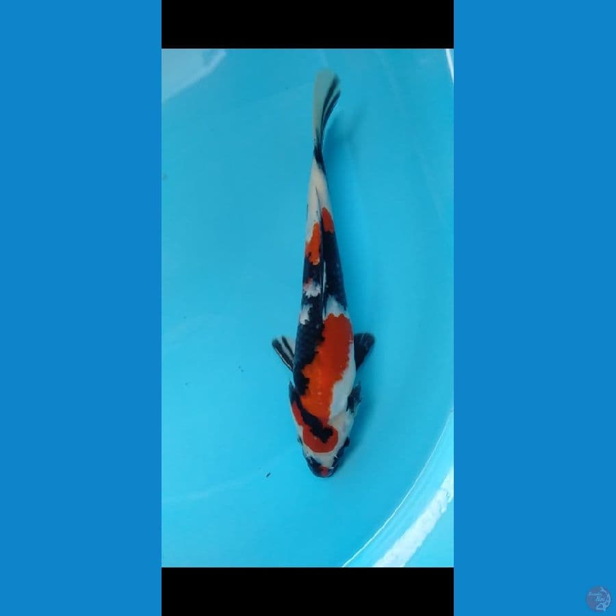 showa sansoku 25up