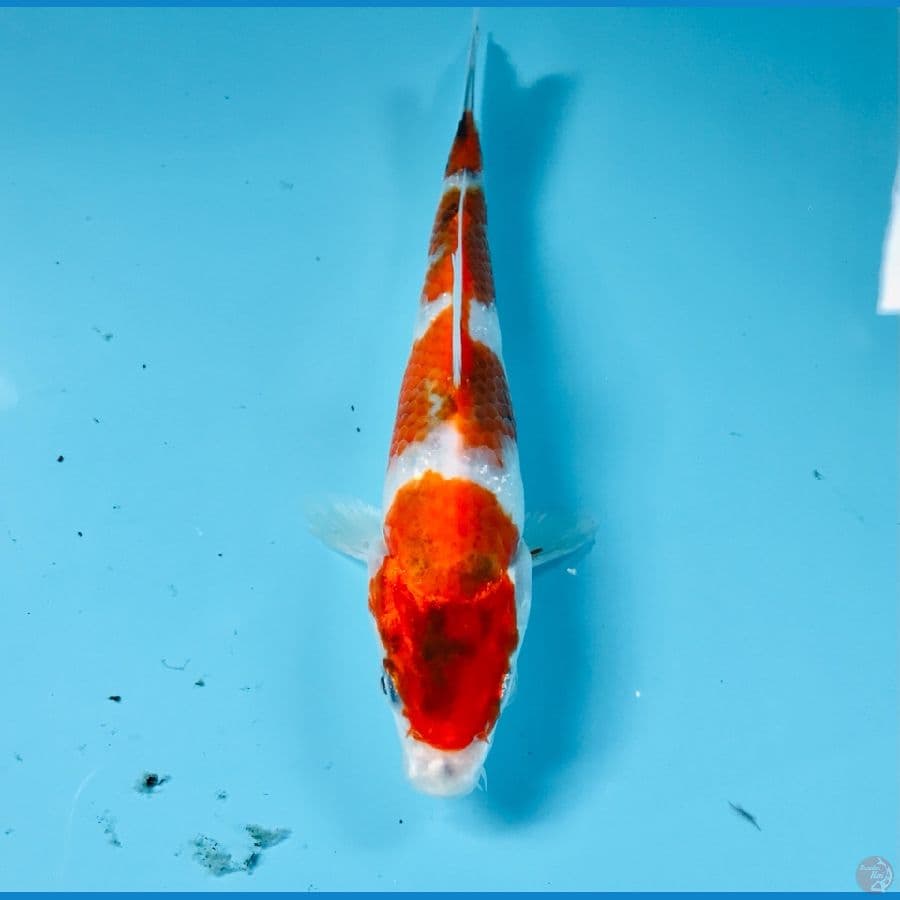 showa, 15 cm