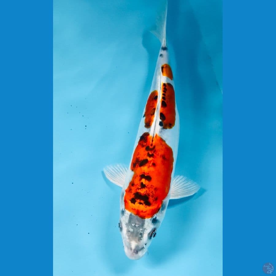 beni kiko, 25 cm