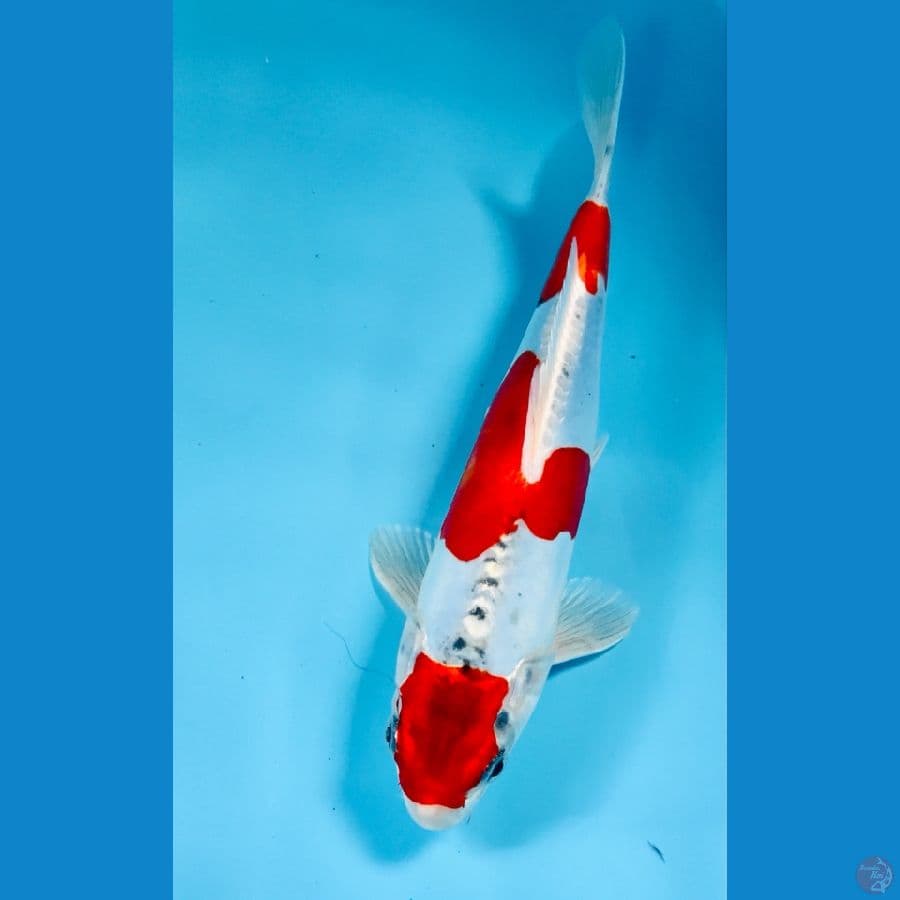 beni kiko, 25 cm