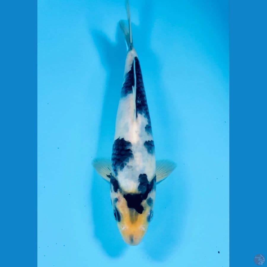 shiro, 20 cm