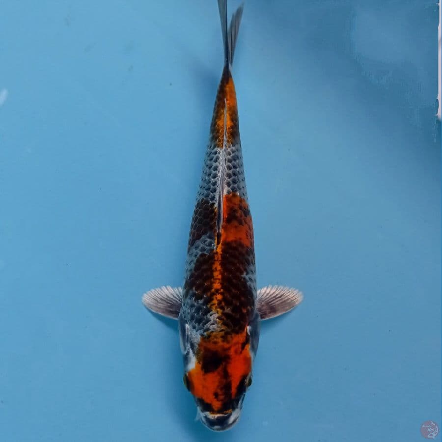 showa hikari, 19 cm