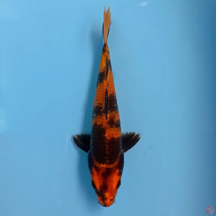 kin utsuri, 21 cm