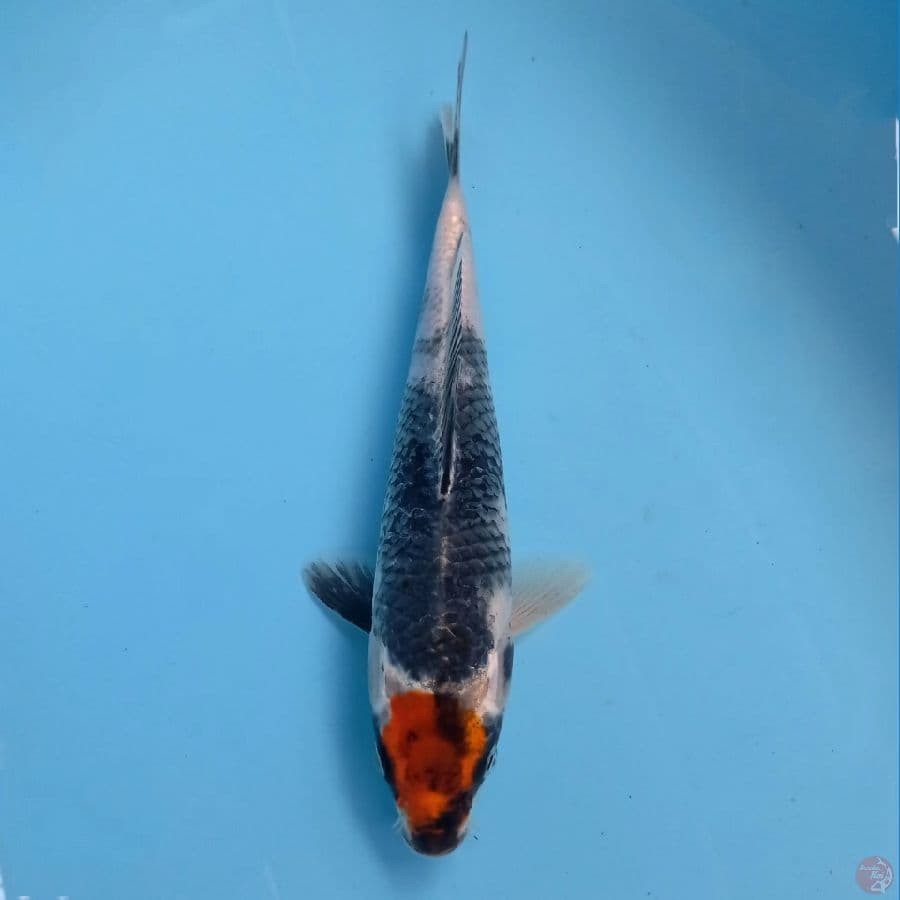 tancho showa, 25 cm