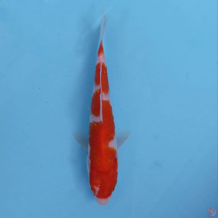 mini kohaku inazuma, 16 cm