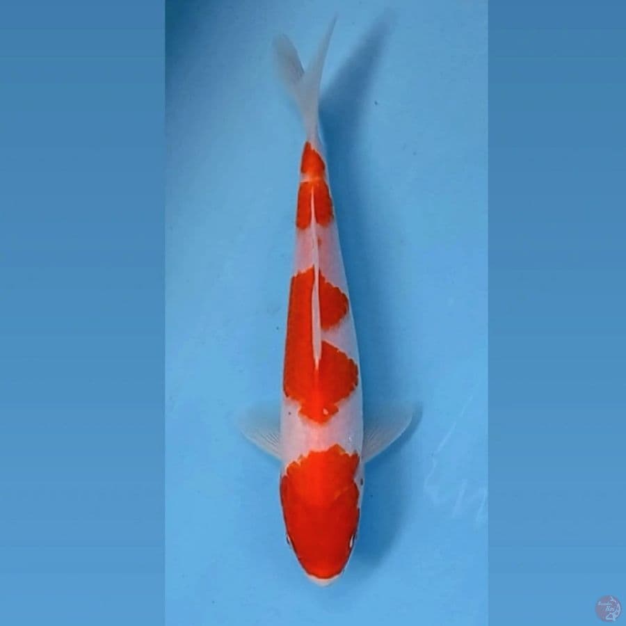 kohaku, 22 cm