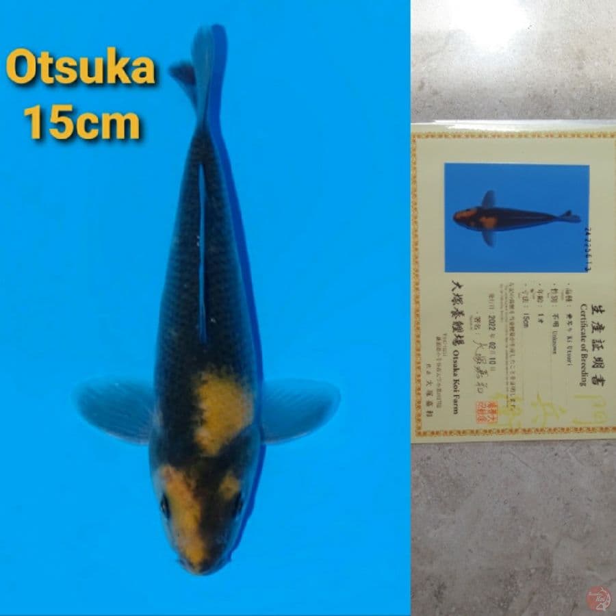 OTSUKA KI UTSURI 15CM