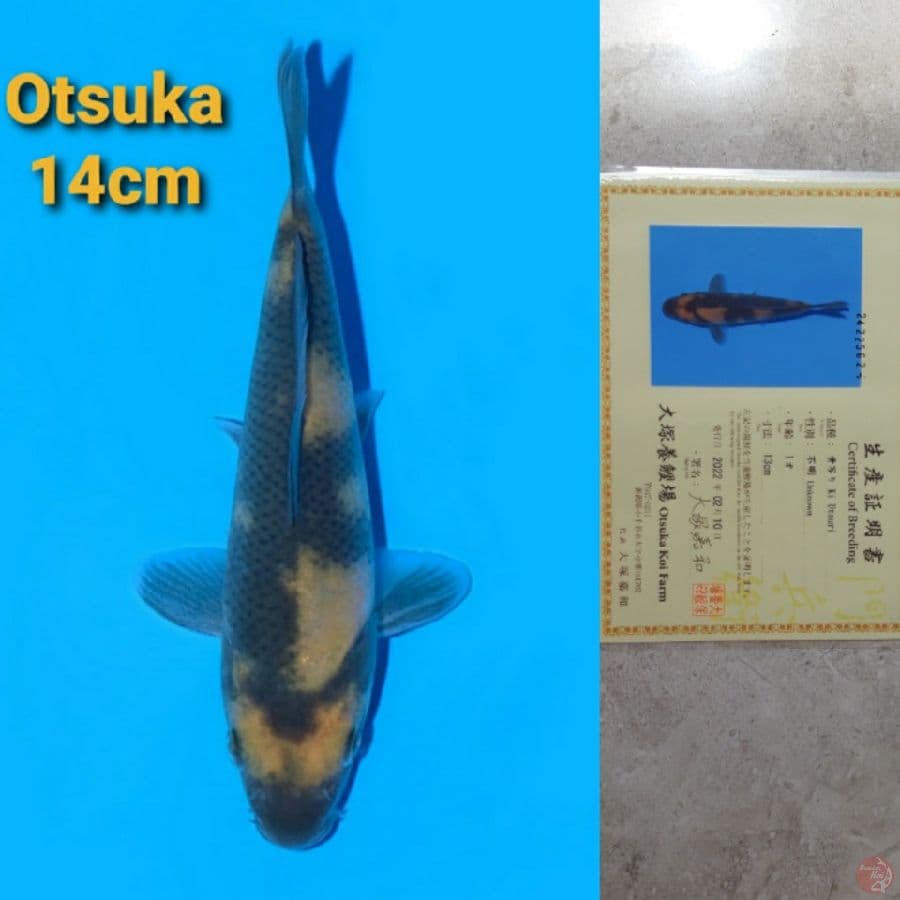 OTSUKA KI UTSURI 14CM