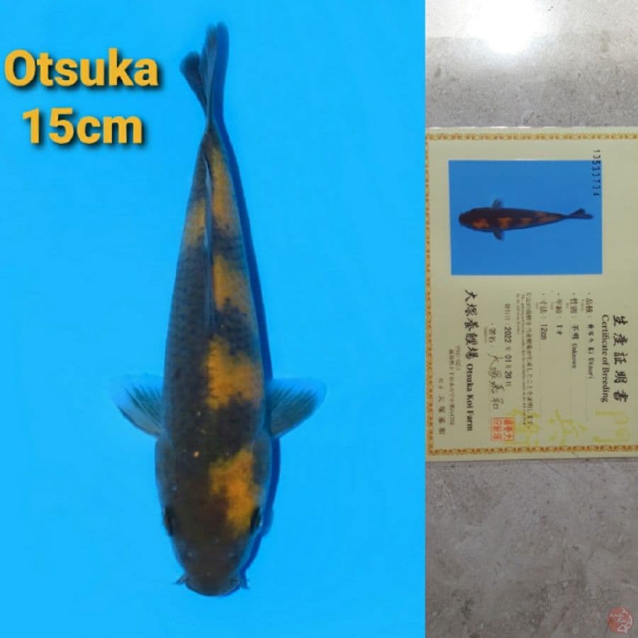 OTSUKA KI UTSURI 15CM