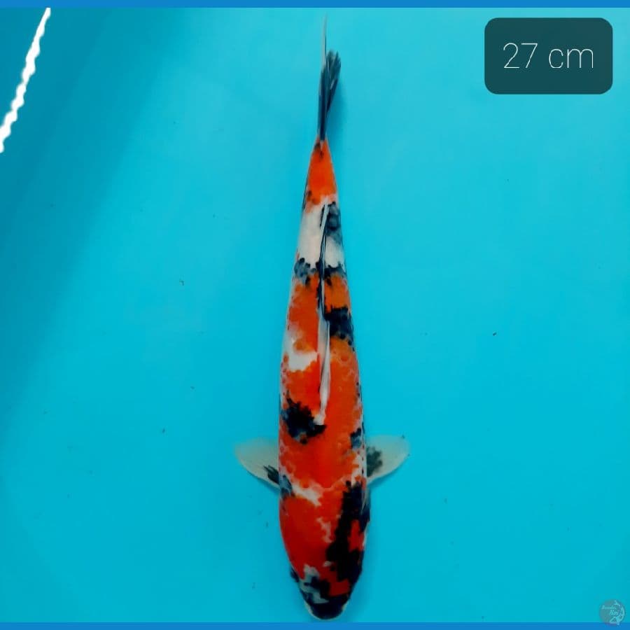 showa 27 cm