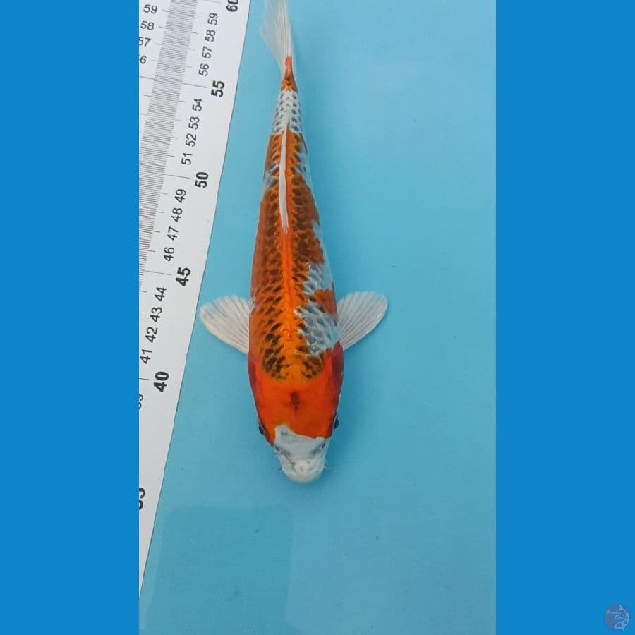KUJAKU ~ 24CM