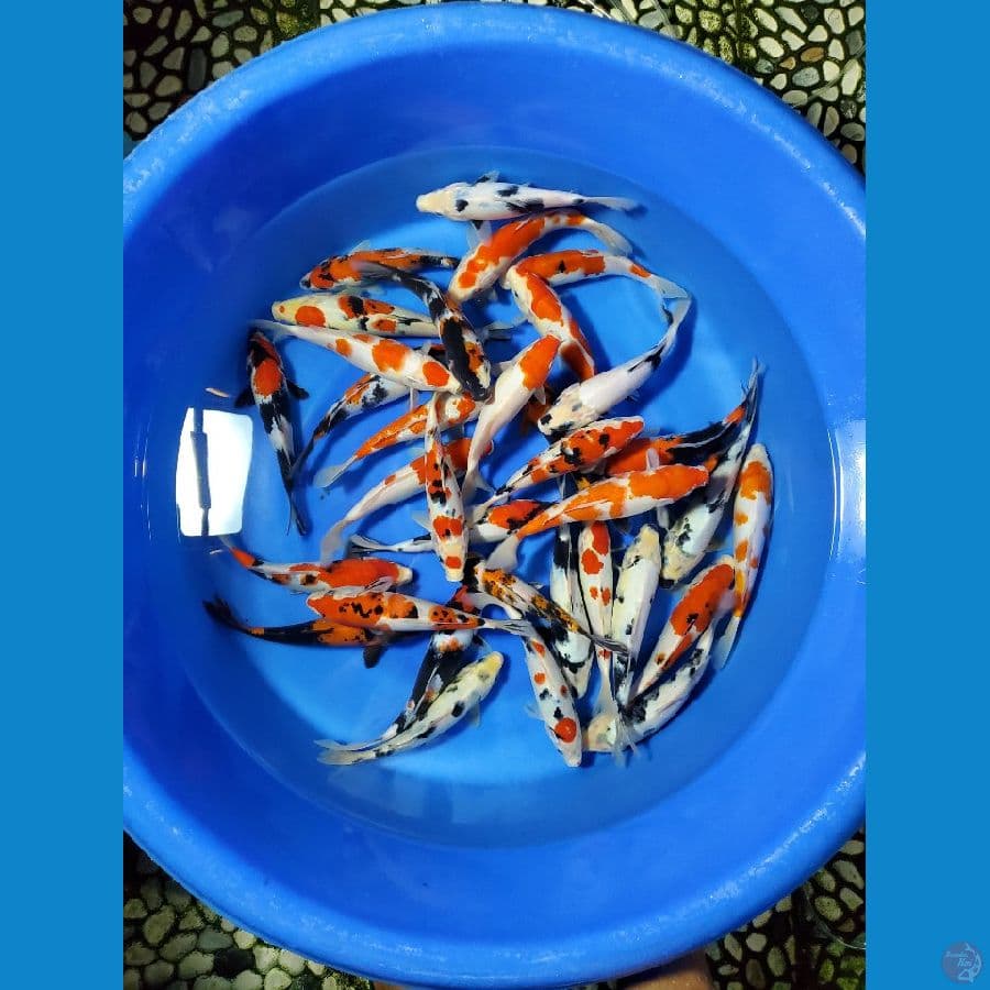 PAKET MIX 21-25CM