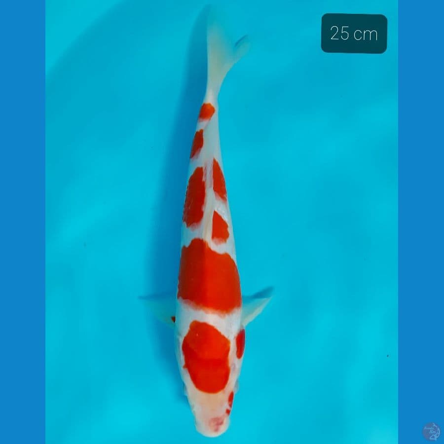 kohaku 25 cm