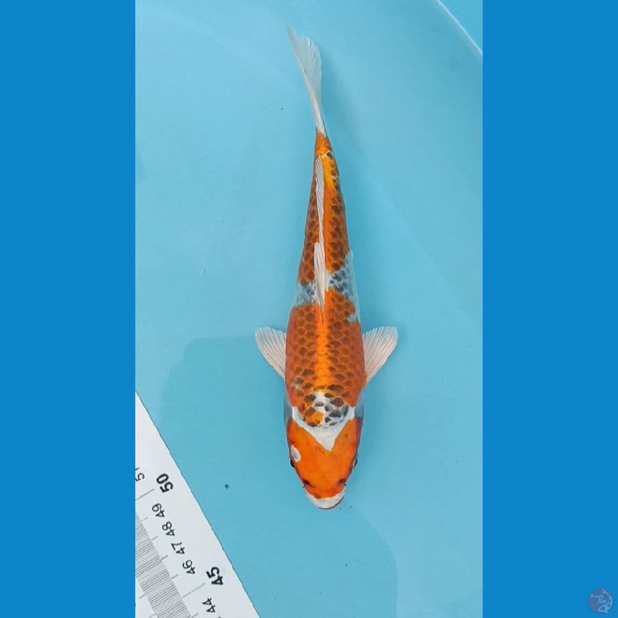 KUJAKU ~ 23CM