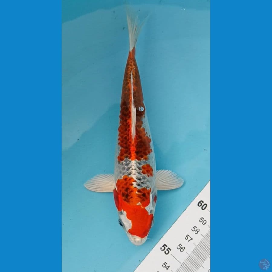 KUJAKU ~ 21CM