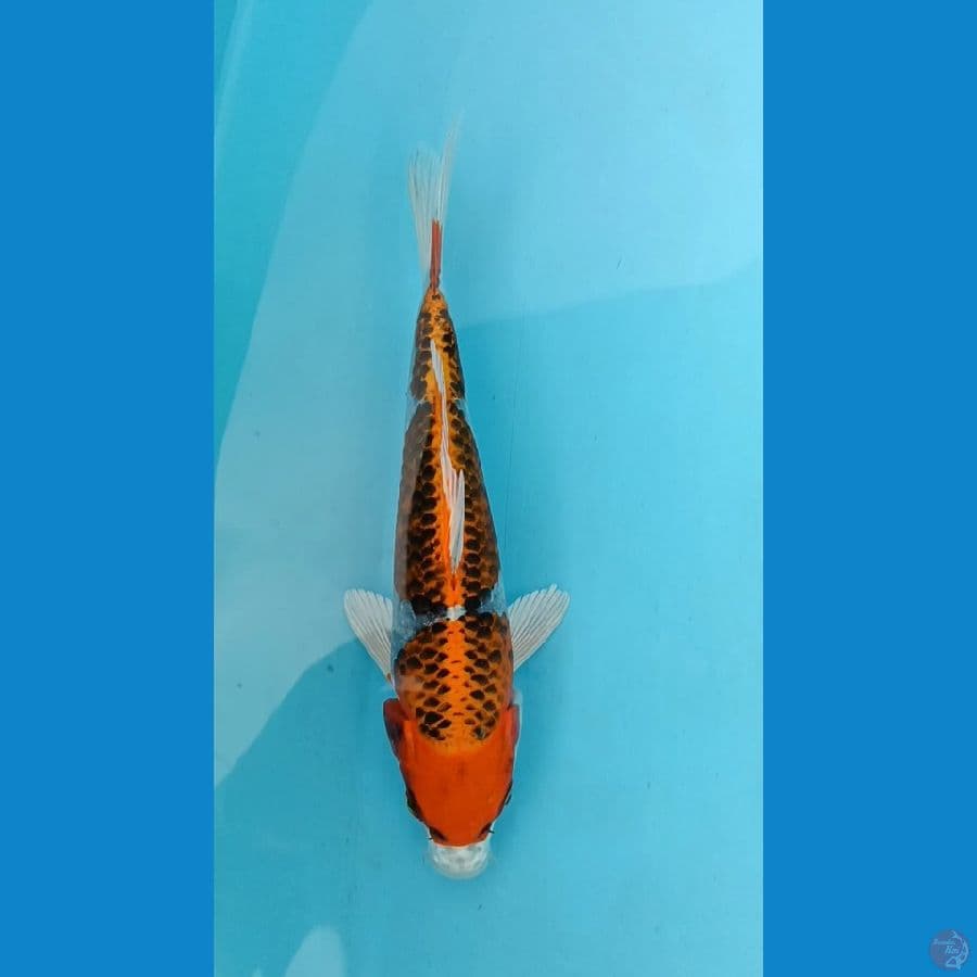 KUJAKU ~ 23CM