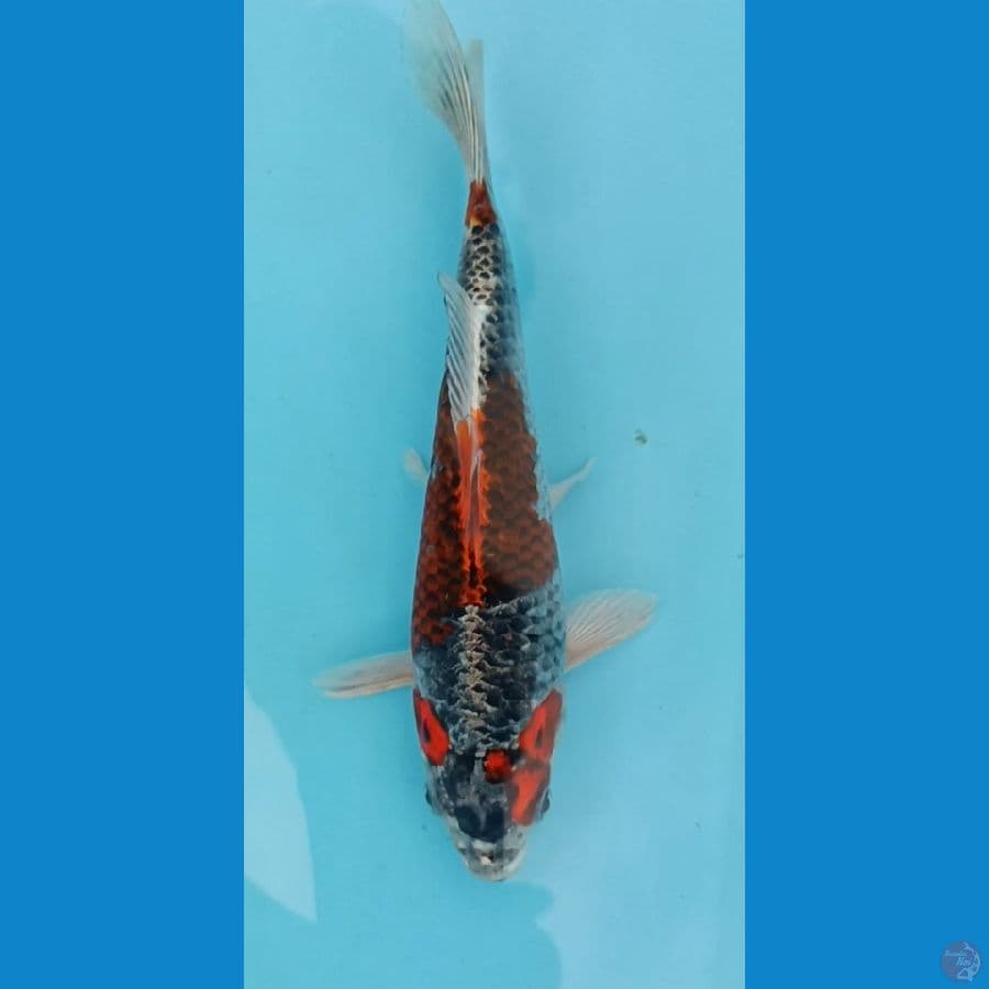 BENI GINGGA - KUJAKU ~ 22CM