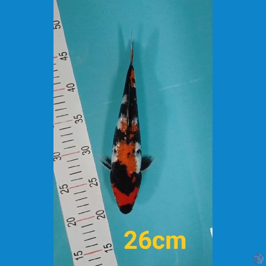 Showa Gindrin 26 cm