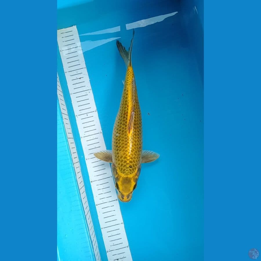 35 cm