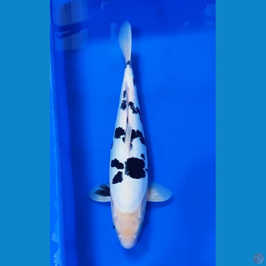 beko doitsu 38cm
