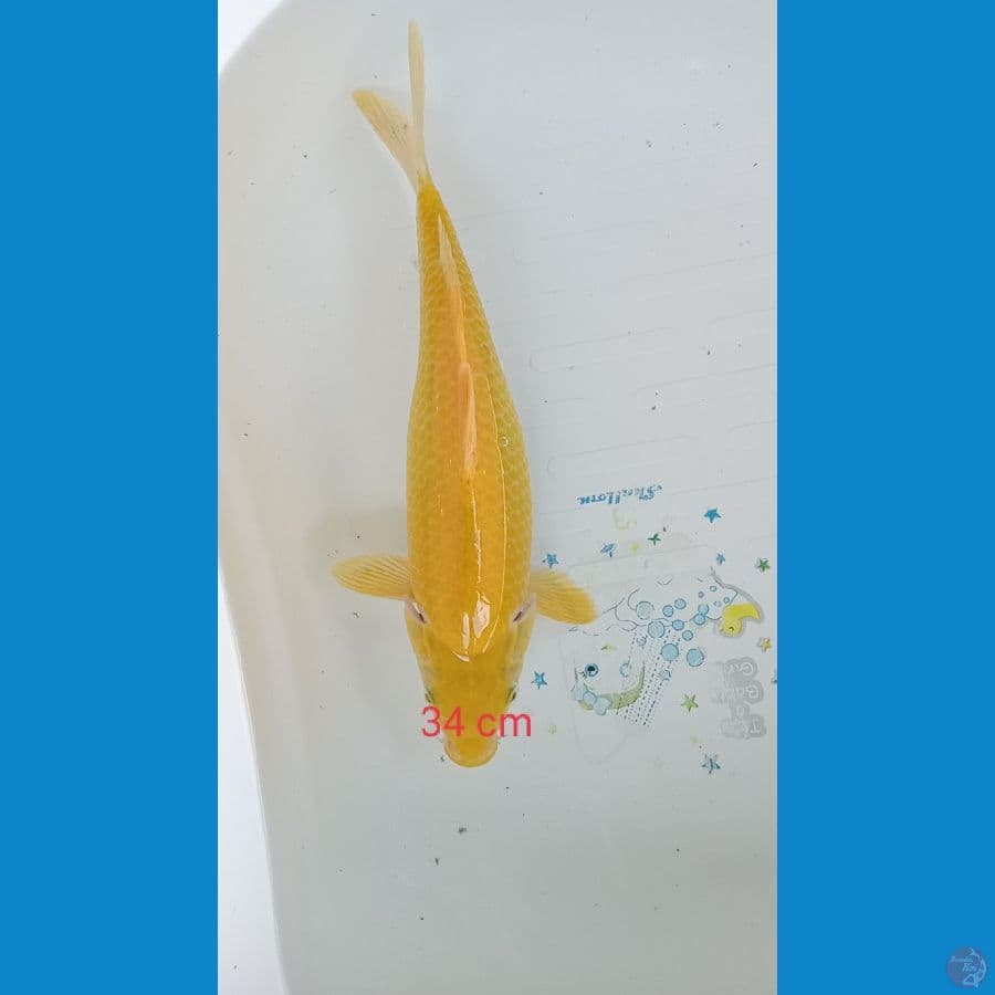 karasi lemon