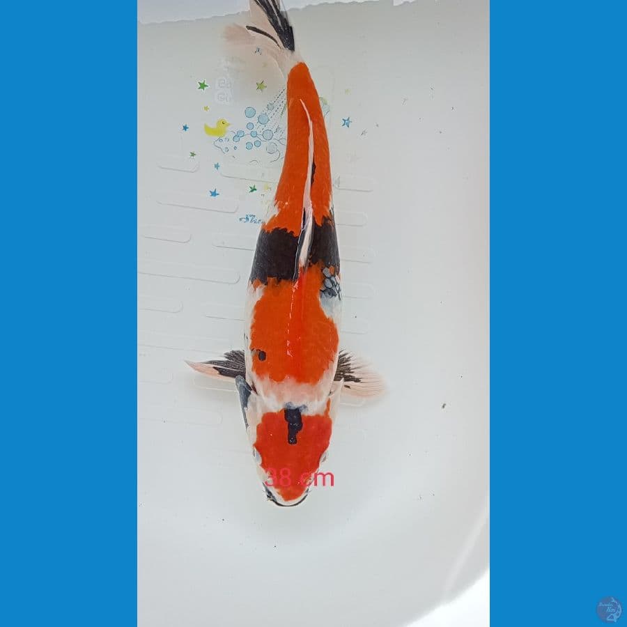 showa 38cm