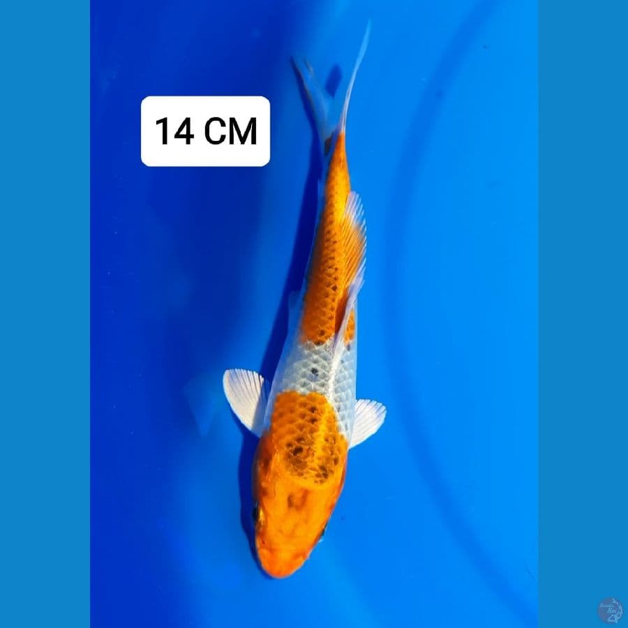 KUJAKU 14 CM