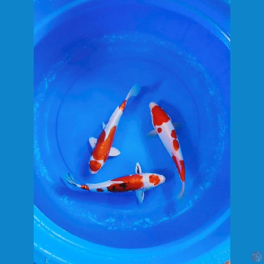 Paket Doitsu All Male 28.28.29cm