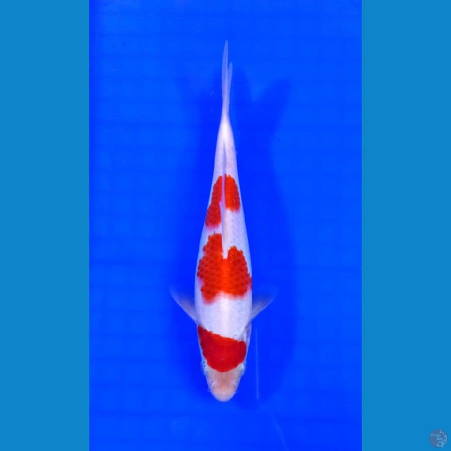 kohaku 21 cm
