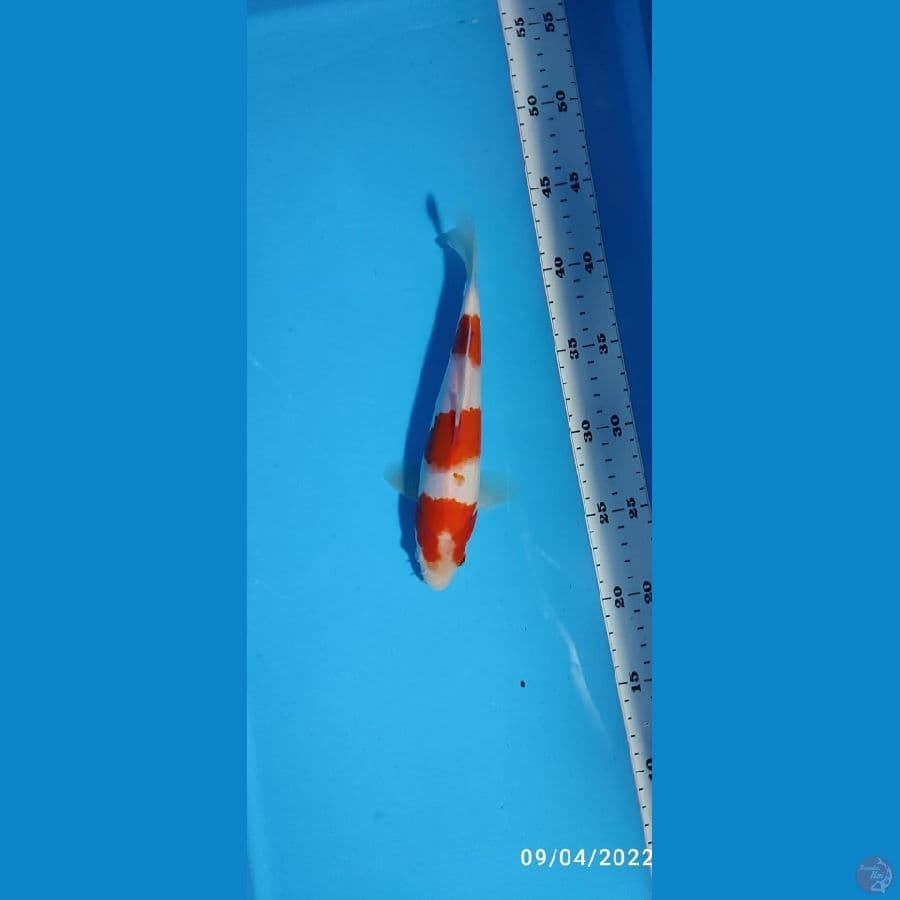 KOHAKU - 22 CM