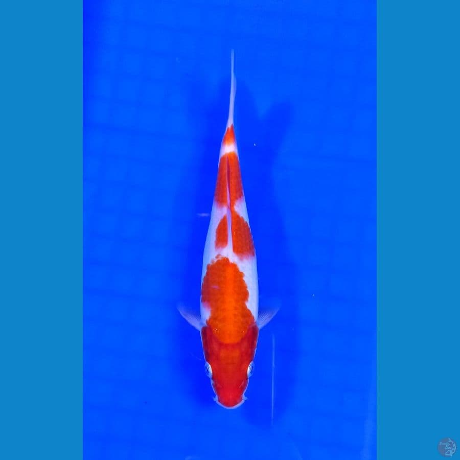 kohaku 18 cm
