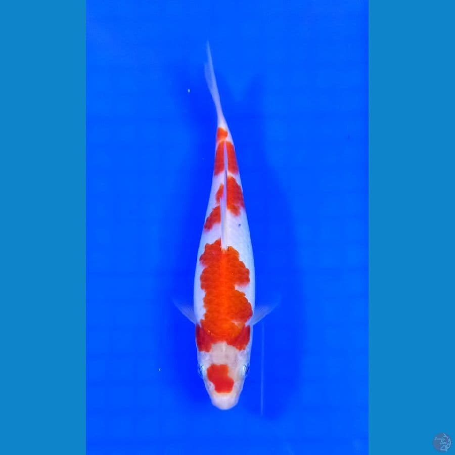 kohaku 20 cm