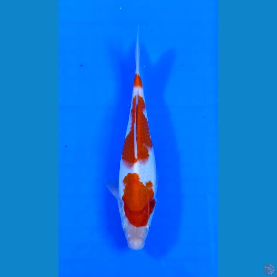 kohaku 21 cm