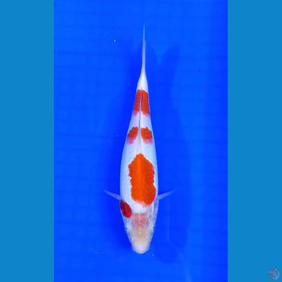 kohaku 22 cm
